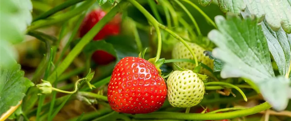 Erdbeere-im-Garten.jpg