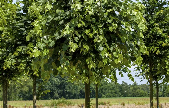 Tilia tomentosa 'Brabant'