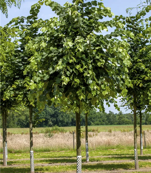 Tilia tomentosa 'Brabant'