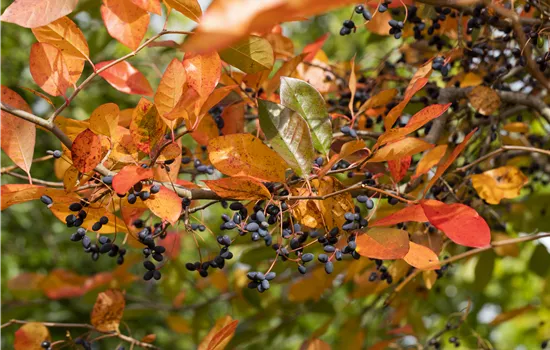 Nyssa sylvatica