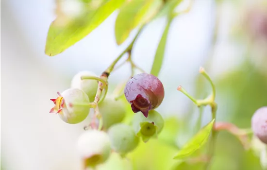 Vaccinium vitis-idaea 'Red Pearl'