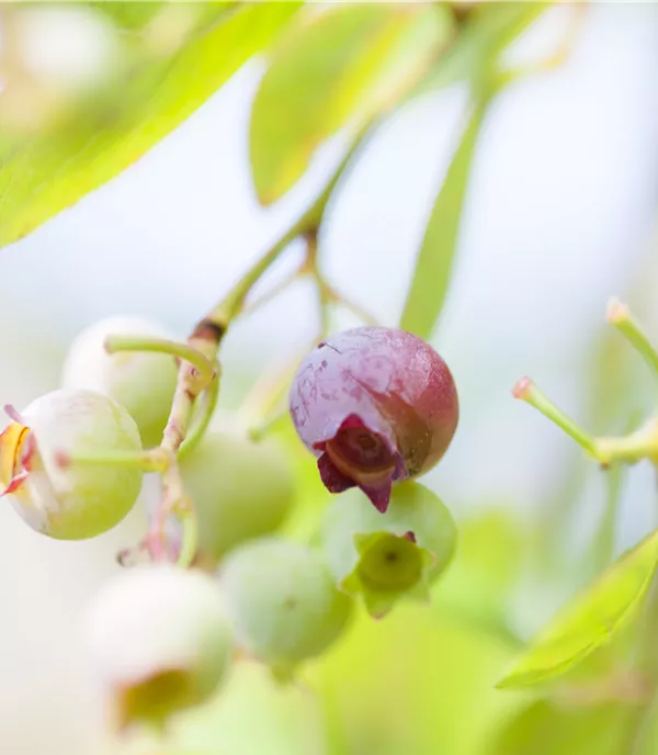 Vaccinium (Preiselbeere) 'Red Pearl'