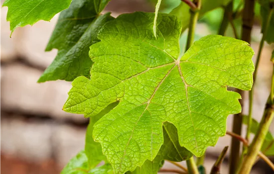 Vitis vinifera 'Vanessa'®