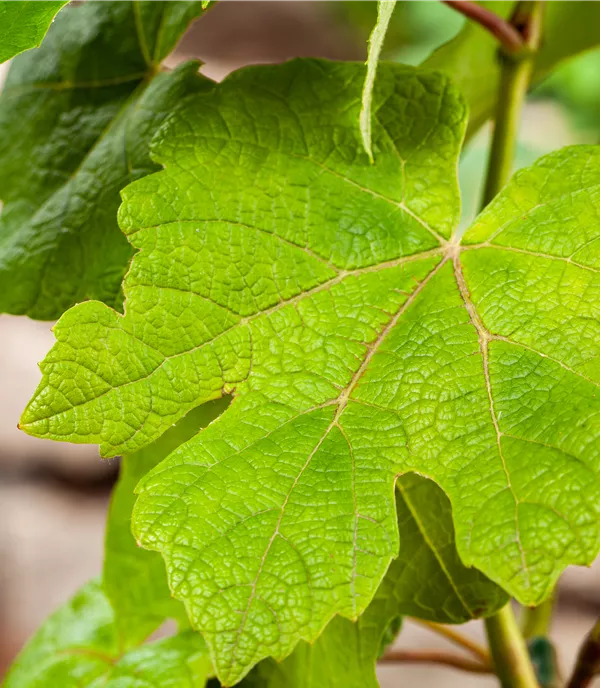 Vitis (Weinrebe) 'Vanessa'