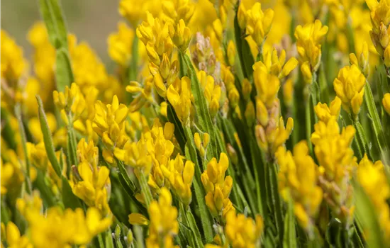 Genista sagittalis