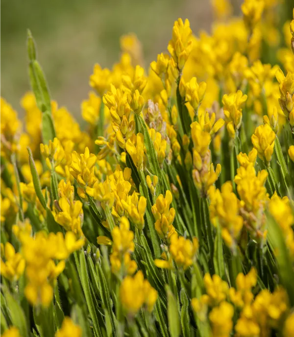Genista sagittalis