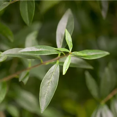 im Container 70 - 80cm - Gemeiner Liguster - Ligustrum vulgare