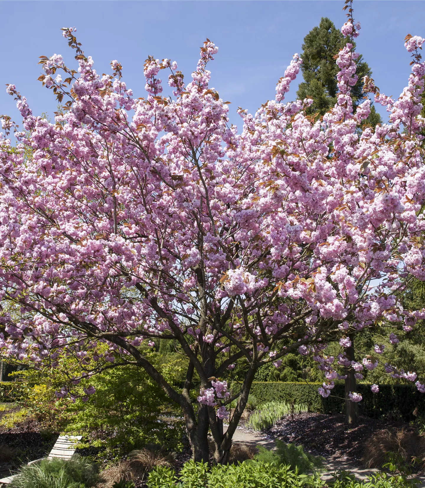 Prunus 'Accolade'