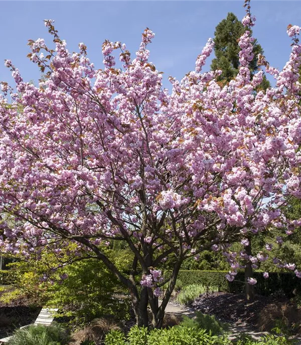 Prunus 'Accolade'
