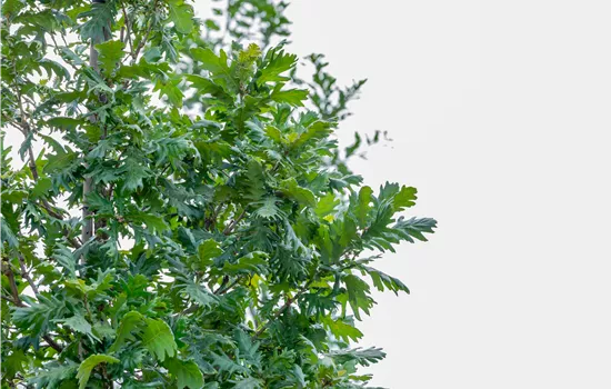 Quercus frainetto