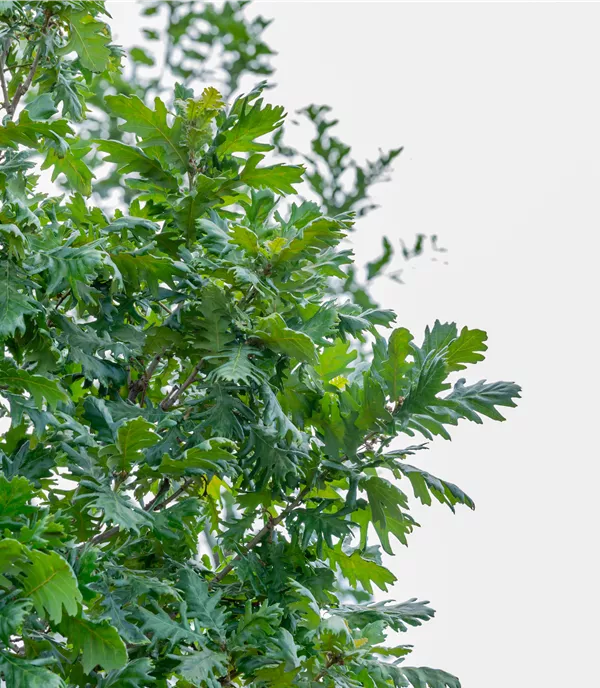 Quercus frainetto