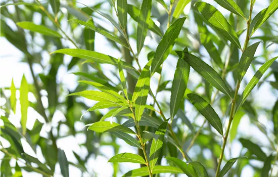 Salix triandra