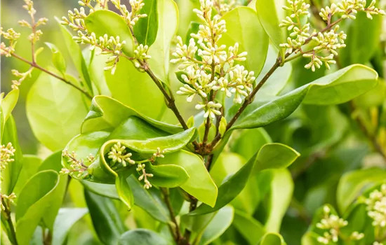Ligustrum japonicum 'Texanum'