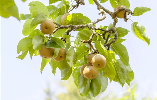 Pyrus pyraster