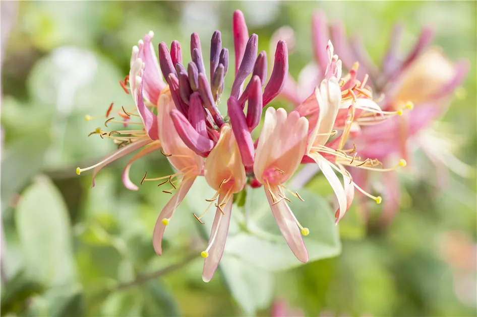 Lonicera periclymenum, Wald-Geissschlinge