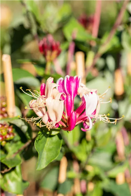 Lonicera periclymenum, Wald-Geissschlinge