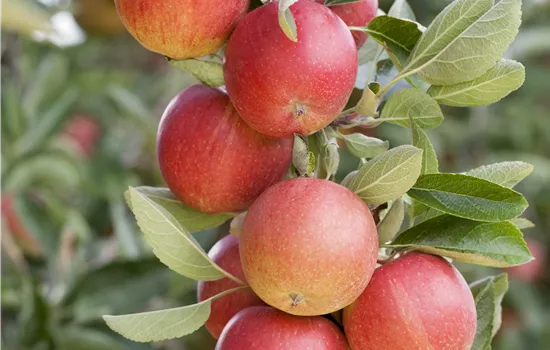 Malus domestica 'Sonate'(s)