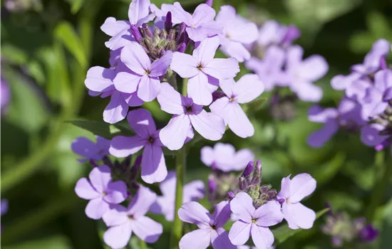 Hesperis matronalis