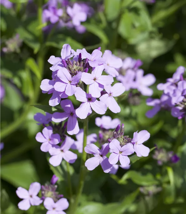 Hesperis matronalis