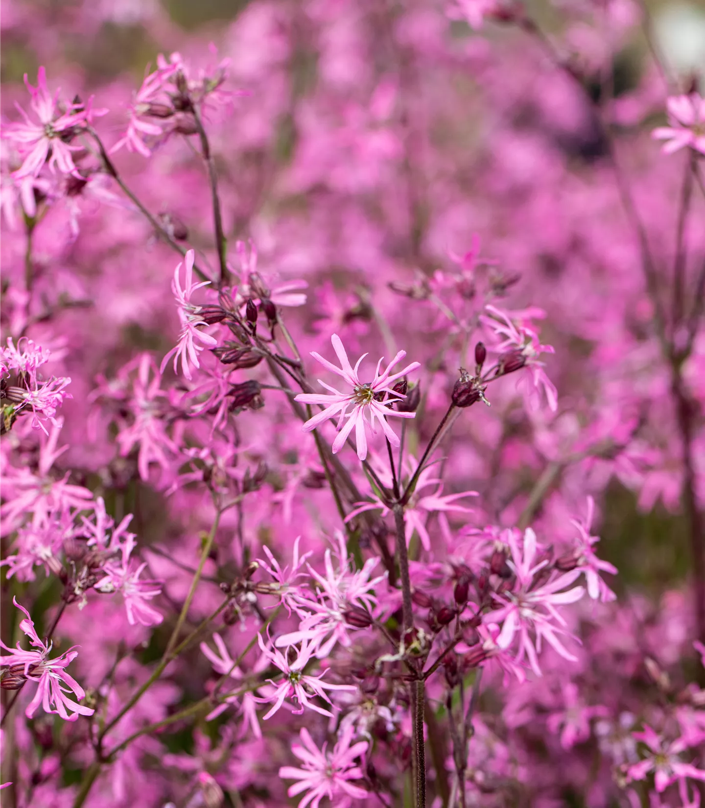 Lychnis flos-cuculi