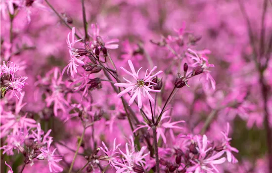 Lychnis flos-cuculi
