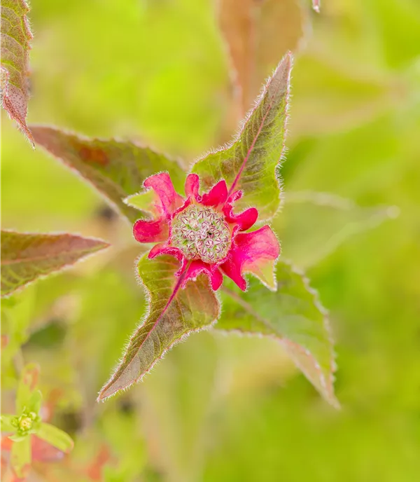 Monarda didyma 'Croftway Pink'