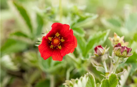 Potentilla atrosanguinea