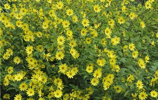 Helianthus microcephalus 'Lemon Queen'