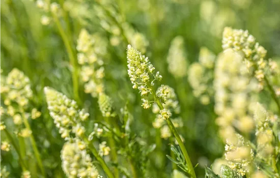 Reseda lutea