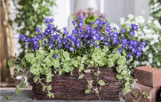Glechoma hederacea