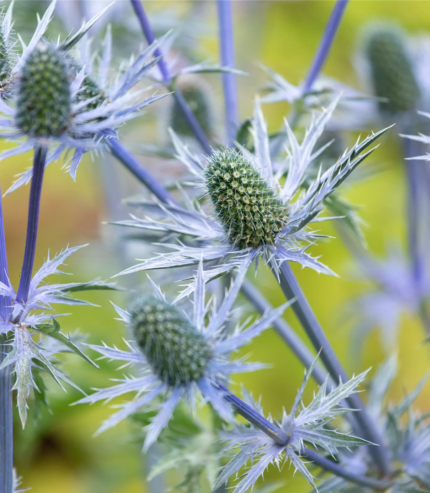 Eryngium giganteum
