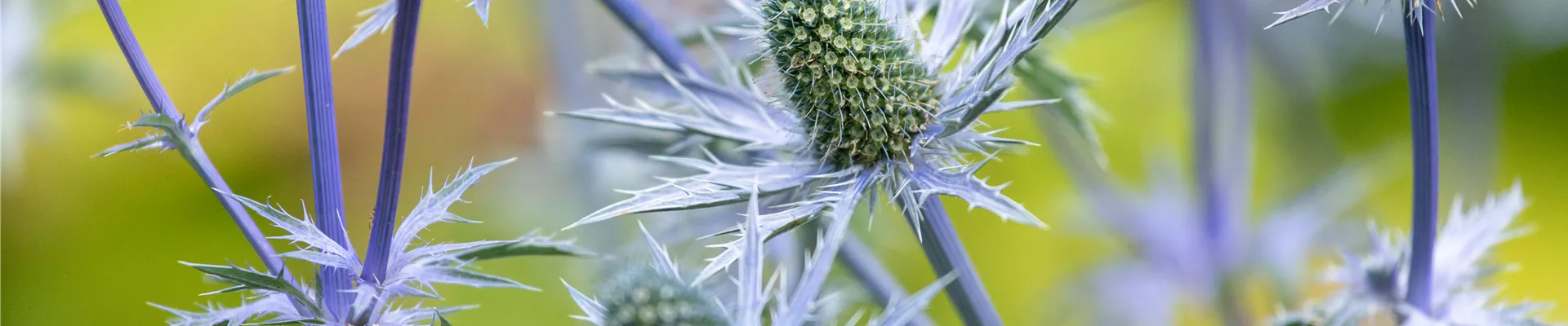 Bodendecker online kaufen | Bauer Baumschulen AG Bodendecker online kaufen | Bauer Baumschulen AG