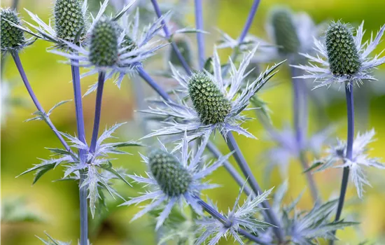 Eryngium giganteum