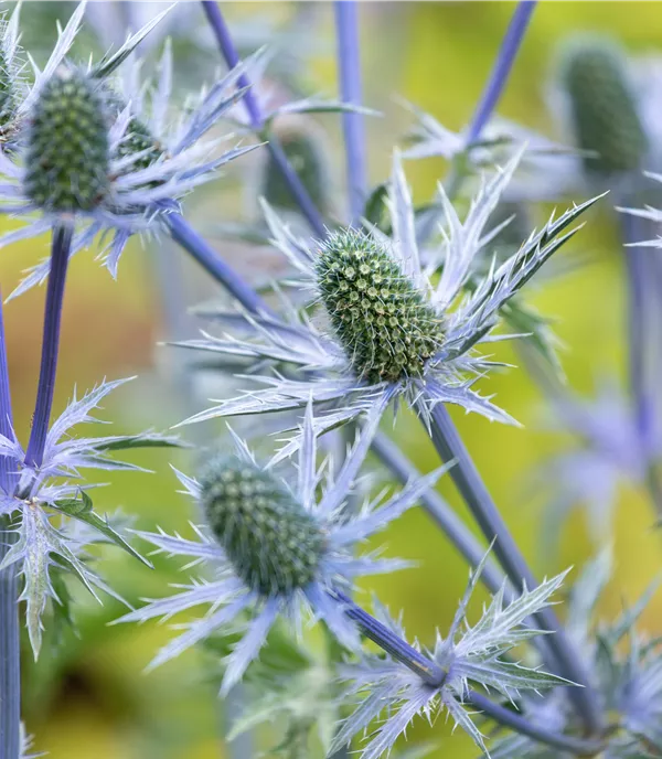 Eryngium giganteum