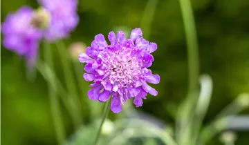 Bildvorschau
