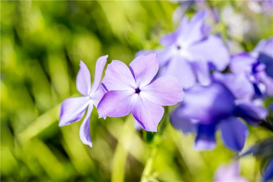 Phlox divaricata 'Blue Moon', Wald-Phlox 'Blue Moon'