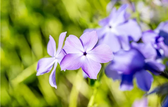 Phlox divaricata 'Blue Moon'