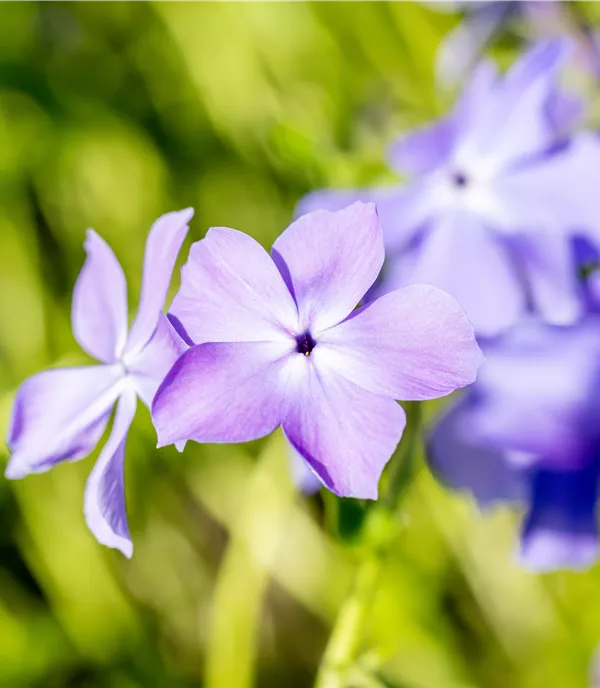 Phlox divaricata 'Blue Moon'