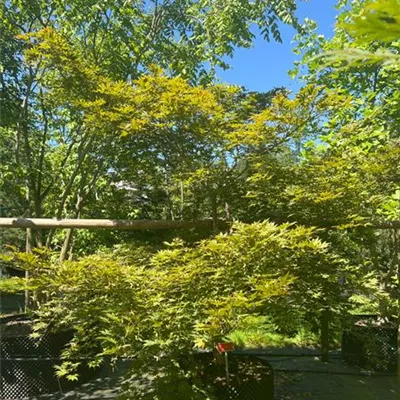 Solitär/EXC 250-275 HP24-161 2365 - Fächerahorn 'Mirte' - Acer palmatum 'Mirte' - Collection