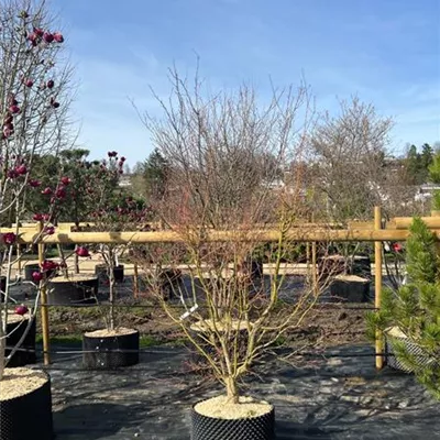 Solitär 175-200 HP24-163 1400 - Fächerahorn 'Orange Dream' - Acer palmatum 'Orange Dream' - Collection
