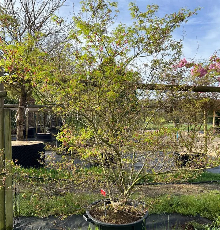Fächerahorn 'Seiryu' - Acer palmatum 'Seiryu' - Collection