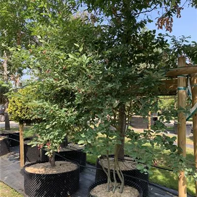 Schirmform 225-250 HP23-134 1023 - Kupfer-Felsenbirne - Amelanchier lamarckii - Collection