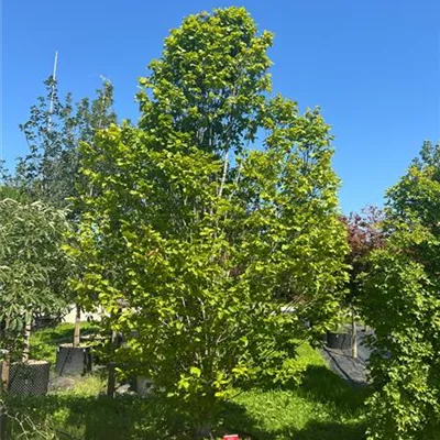 Solitär 275-300 HP24-254 1516 - Säulen-Hainbuche 'Monument' - Carpinus betulus 'Monument' - Collection