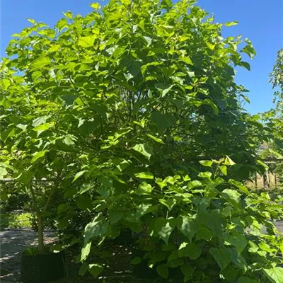 Solitär / EXC 275-300 HP24-257 750 - Trompetenbaum - Catalpa bignonioides - Collection