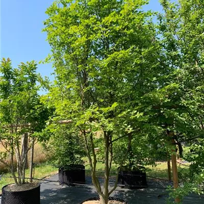 Schirmform 300-350 Nr. HP23-2 2730 - Rotbuche - Fagus sylvatica - Collection