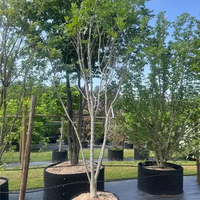 Schirmform 350-400 Nr. HP23-55 2150 - Blumenesche - Fraxinus ornus - Collection
