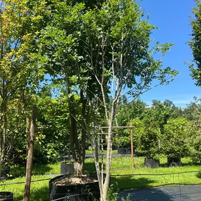 Schirmform 350-400 Nr. HP23-55 2150 - Blumenesche - Fraxinus ornus - Collection
