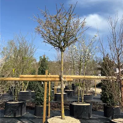 Hochstamm 20-25 23/24-63A 1485 - Fächerblattbaum 'Mariken' - Ginkgo biloba 'Mariken' - Collection