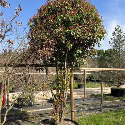 Schirmform 300-350 Nr. HP23-115 1690 - Glanzmispel 'Red Robin' - Photinia fraseri 'Red Robin' - Collection