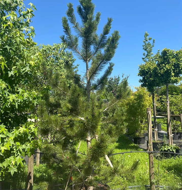 Schlangenhautkiefer - Pinus heldreichii - Collection